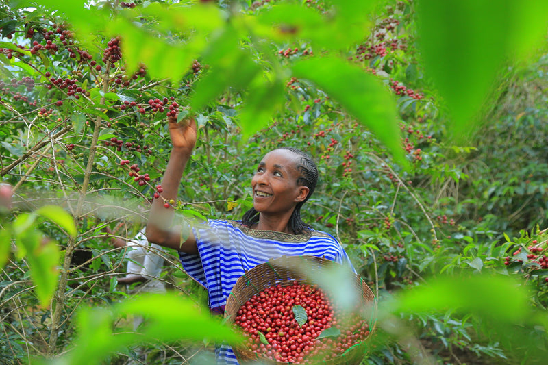 ALL ABOUT ETHIOPIA – Gedeb Chelbesa for Filter