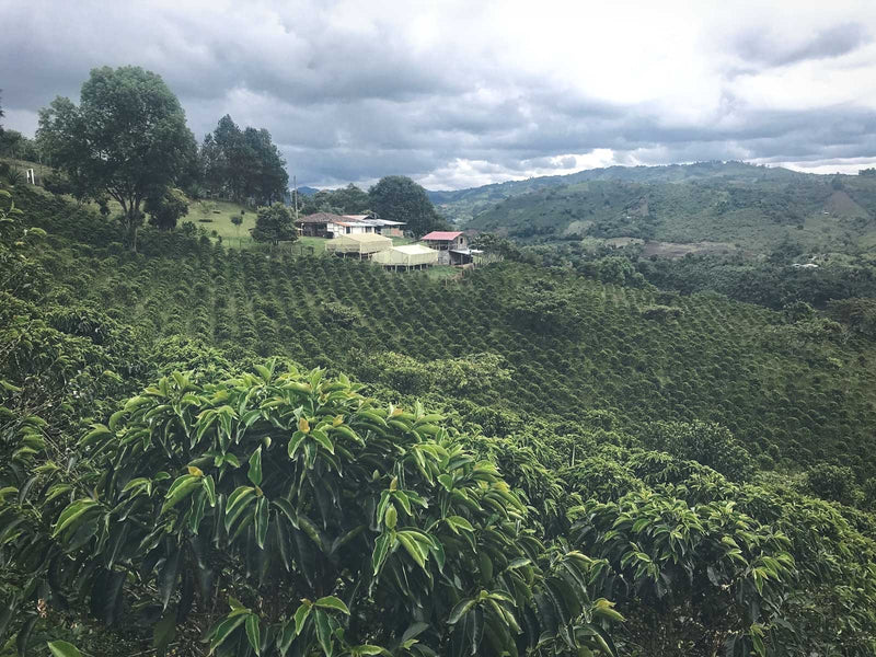 ALL ABOUT COLOMBIA – Sugar cane decaf for Espresso